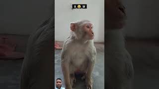 Ka kha ga bandar comedy realfoolscomedy surajroxfunnyvibeo surajroxfunny monkey [upl. by Olen]