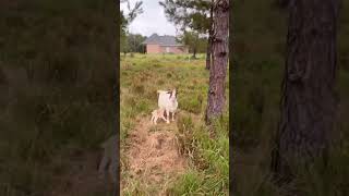 Goat Herd Kidding amp Barrel Shaped Does Rock gulfcoast goats pasturepoultry farming homesteader [upl. by Moth]