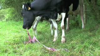 Cow eating Afterbirth  Placenta Placentophagy [upl. by Ahsetal807]