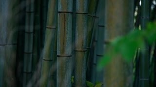 Update potted Bamboo and Rhizome shoot progress after a few weeks [upl. by Stefania495]