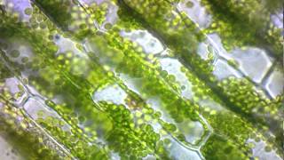 elodea cytoplasmic streaming [upl. by Ainoyek]