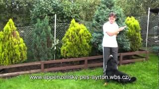 Appenzeller Sennenhund in Bewegungmpg [upl. by Nylrak]