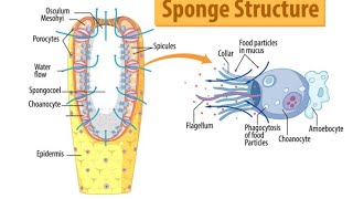 phylum Porifera   sponges   structure and types 🧽 [upl. by Ttocserp]