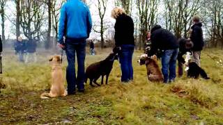 Vuurwerktraining voor honden in Arnhem [upl. by Yhtomiht]