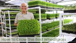 How To Grow The Best Wheatgrass  Hippocrates Health Institute Video [upl. by Yesnil]