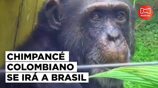 Esta es la historia de Yoko un chimpancé colombiano que será trasladado a Brasil [upl. by Iy]