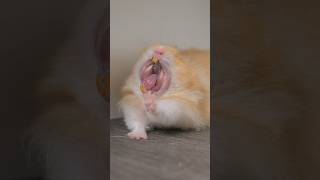 Hamster Yawning Compilation ￼shorts pets hamster fyp [upl. by Solita]