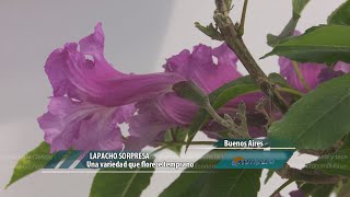 Lapacho Sorpresa una variedad que florece temprano [upl. by Ereveniug]