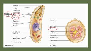 Apicomplexa [upl. by Pappas]