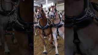 6Horse Hitch topsfieldfair statefair fair horse [upl. by Scornik]