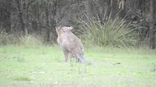 Australian wildlife Rednecked wallabies courting [upl. by Eelyac482]