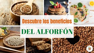 EL ALFORFÓN o TRIGO SARRACENO 11 Beneficios por sus Propiedades [upl. by Anilrac]