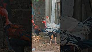 Aseel chickens collection [upl. by Storer861]