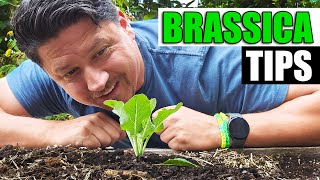 3 Brassica Planting Tips  Garden Quickie Episode 170 [upl. by Raknahs]