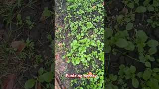 Punla ng pechay  shorts farming plants vegetables punlangpechay [upl. by Ethben812]