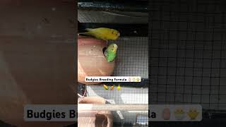 😉 Budgies breeding formula 💛💚 budgies shorts shortsfeed budgiesbreedigtips budgieslovers [upl. by Chien178]