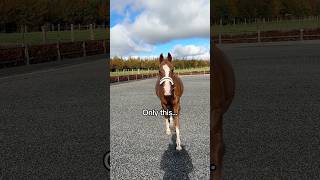 Only this 🤘🏼💃🕺 equestrian horse horses pony pferde cheval hest trending funny dance [upl. by Hambley]