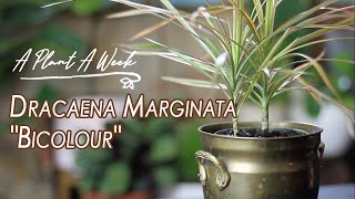 Dracaena marginata quotBicolourquot Care  A Plant A Week [upl. by Ingrim]