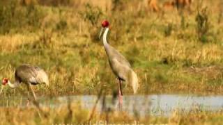 Sarus Cranes trumpeting gloriously [upl. by Delmor]