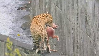 Ataques de leopardos a perros capturados en cámara [upl. by Yemane718]