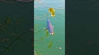 ছিপ দিয়ে মাছ ধরার দিন শেষ।। The days of spring fishing are over shorts youtubeshorts fishing [upl. by Domela]