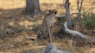 Cheetah in Moremi Game Reserve Botswana Okavango Delta March 12 20244 [upl. by Anikram]