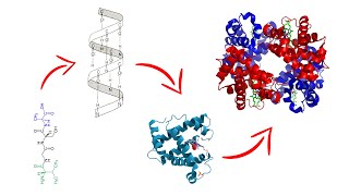 Estructura de las proteínas  Medicina en 5 MINUTOS [upl. by Reuben]