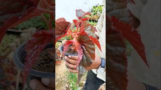 Rex Begonia Indoor Plant  shortsvideo shortfeed shorts youtubeshorts tour plants ytshorts [upl. by Atsev]