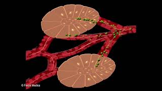 Types of Glands  Fundamentals of Biology [upl. by Neih]