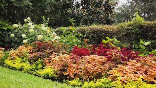 Fall Color at Magnolia Plantation and Gardens [upl. by Eed]