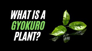 All you need to know the Gyokuro Plant  Gyokuro Tea Benefits and more [upl. by Eniamirt407]