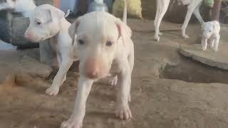 Rajapalayam Dog sales [upl. by Cynthie]