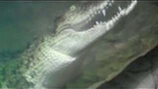 Deadliest Snakes and Crocodiles Cape Fear Serpentarium [upl. by Hung851]