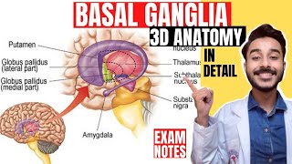 basal ganglia anatomy 3d  basal nuclei anatomy 3d [upl. by Urial]