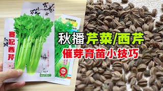 芹菜种子难出苗？只需一个小技巧处理，种子发芽快，出苗齐Grow Celery [upl. by Kathryne]