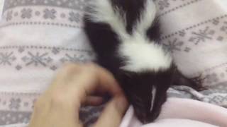 i loved my mornings with baby skunk Dusty  She even didnt know how cute she is [upl. by Aneetak585]