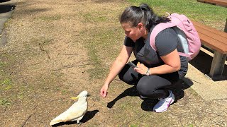 Cockatoos  Grants Picnic Ground Dandenong Ranges National Park Sherbrooke  SimonandPetra [upl. by Aivlys]