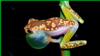 Such a tiny treefrog  Dendropsophus branneri frogsounds [upl. by Odericus]