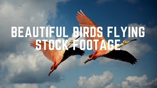 Beautiful Birds Flying Stock Footage RoyaltyFree  No Copyright Free Download [upl. by Aniloj]