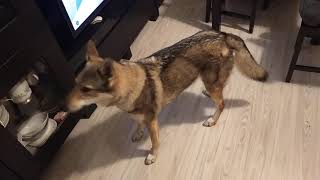 Howling Czechoslovakian Wolfdog [upl. by Dray]