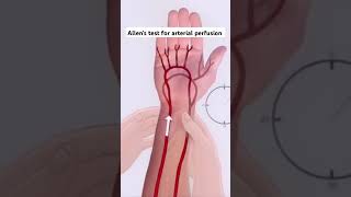 ✋Allens test for arterial perfusion✋🩸youtube shorts short trending medical ytshorts trend [upl. by Alonso]