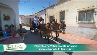 Taberno en Destino Andalucia Canal Sur [upl. by Checani]