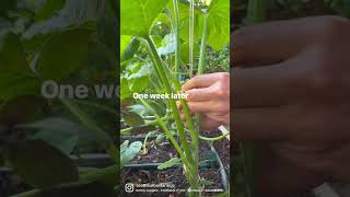 String trellising vining summer squash [upl. by Siskind]