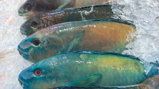 Crispy Golden Whole PARROTFISH  Seafood street food in Vietnam [upl. by Inessa666]