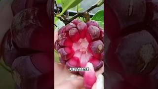 Awesome Red Fruit  Kadsura Coccinea shots [upl. by Nylyak]