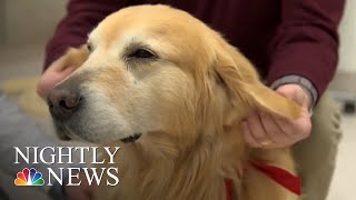 Sweet Story Behind Super Bowl Ad About Dog’s Cancer Journey  NBC Nightly News [upl. by Inalan]