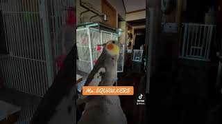 MRSquawkers the cockatiel Jams out 2toos bird cockatiel cockatiellife [upl. by Ednalrym]