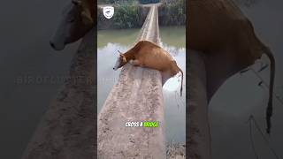 Lucky Escape Cow Pulled from River in Dramatic Rescue [upl. by Imugem490]