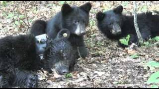 MDC Bear Trapping Part 3 [upl. by Dickey]