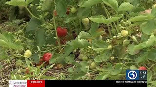 Strong strawberry crop this year [upl. by Thorvald]